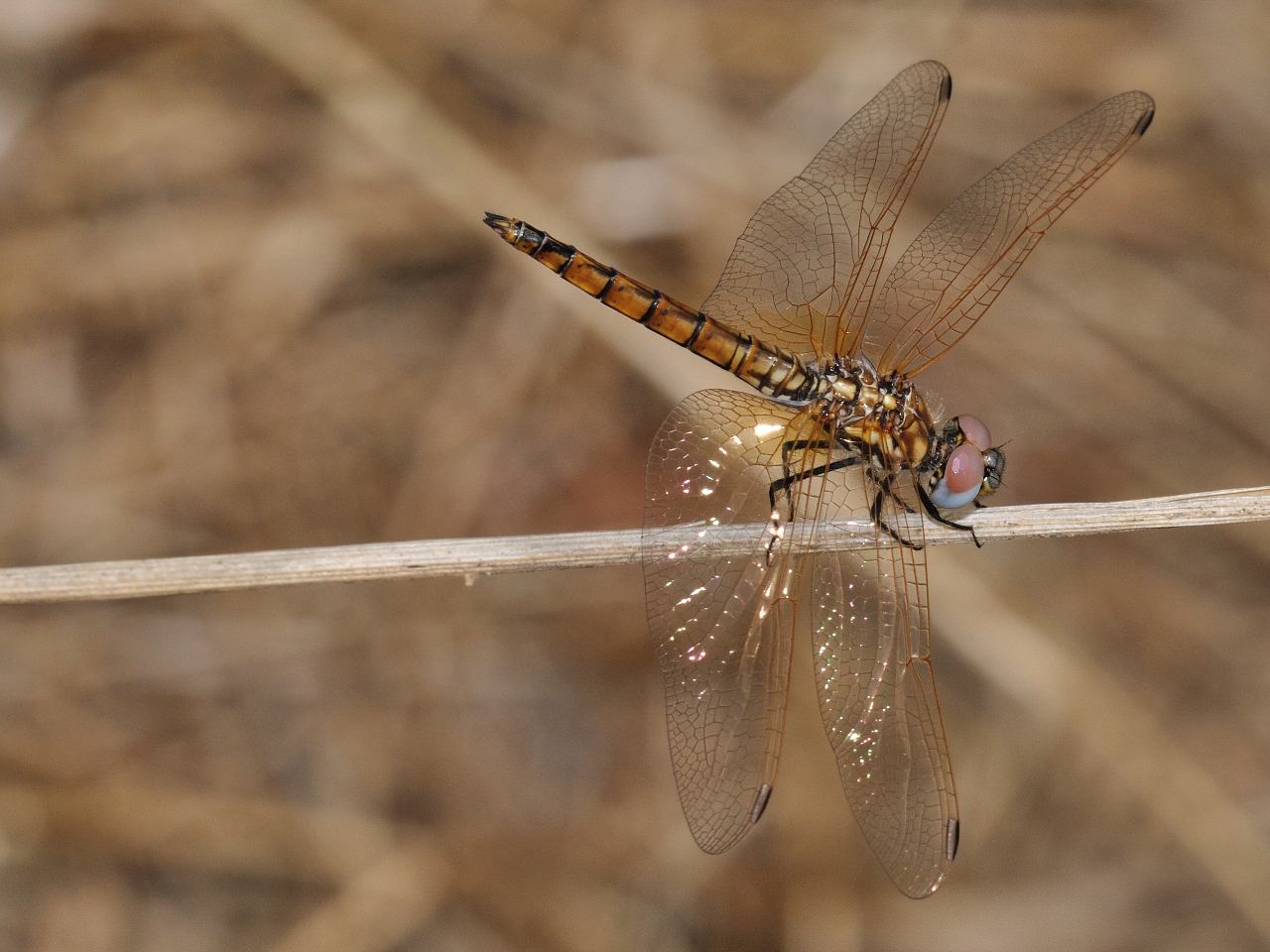 Femmina di Trithemis annulata